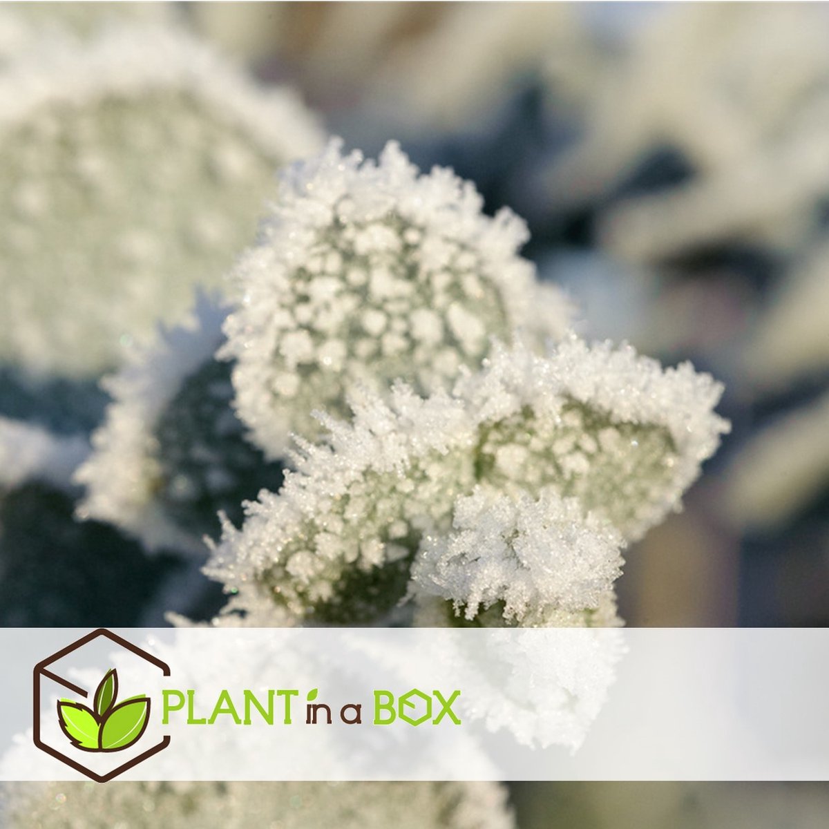  Plant In A Box - Eucalyptus Pulverulenta 'Baby Blue' - Set Van 2 - Pot 13cm - Hoogte 25-40cm