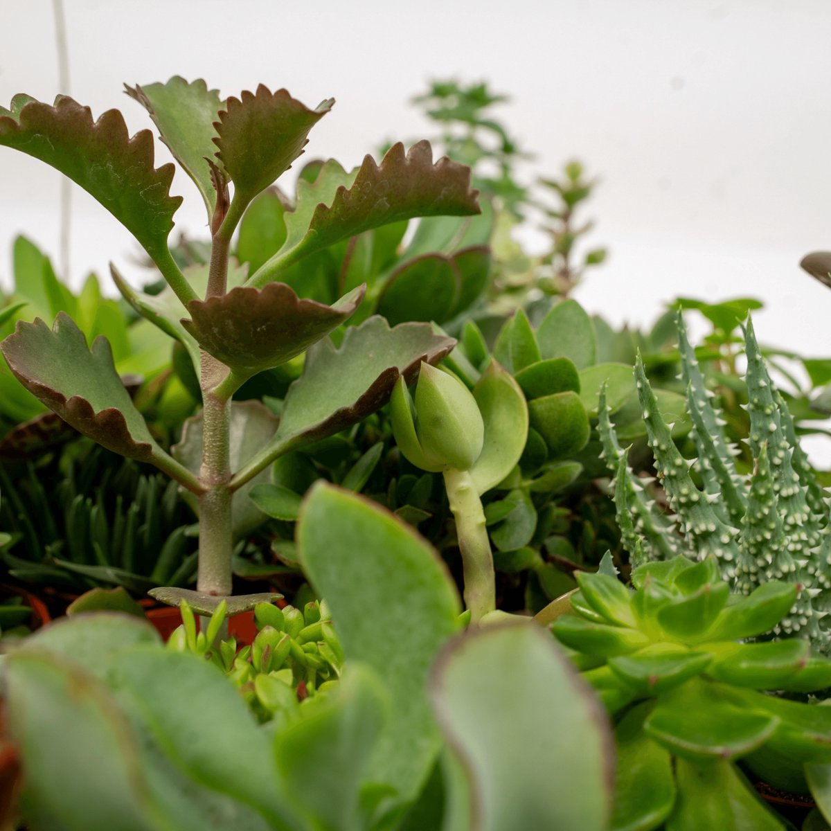  Succulent - Succulenten Mix - 20 Stuks - 7cm Hoog, 5,5Ø - Kamerplant - Zonder Mand