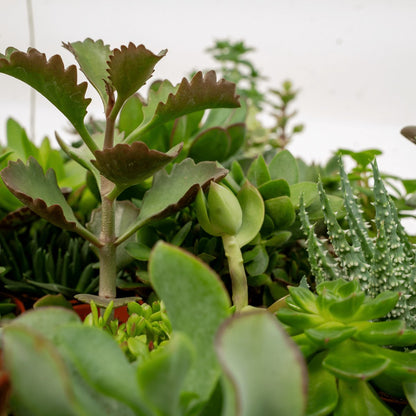 Succulent - Succulenten Mix - 20 Stuks - 7cm Hoog, 5,5Ø - Kamerplant - Zonder Mand