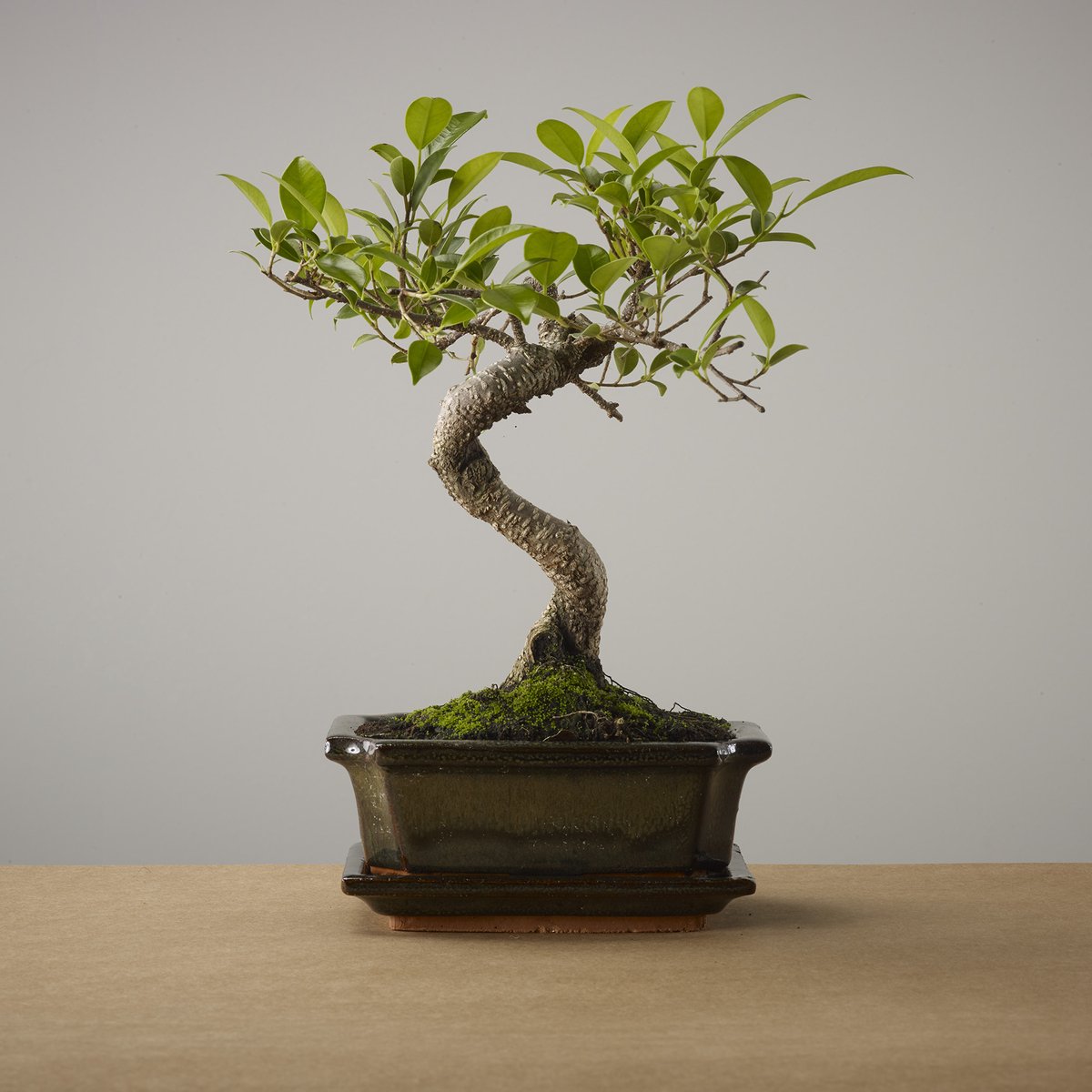  Bonsai Of Yugen - Authentieke Bonsai - 5 Jaar Oud - Inclusief Pot &amp; Schaal Van Japans Keramiek - Soort: Ficus Retusa - The Bonsaïst