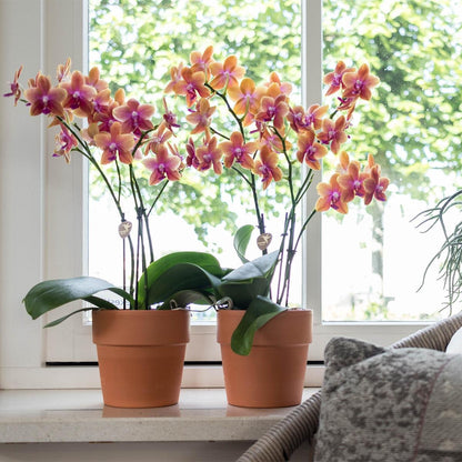  Kolibri Orchids | Oranje Geurende Phalaenopsis Orchidee - Fragrance Orange - Potmaat Ø12cm | Bloeiende Kamerplant - Vers Van De Kweker