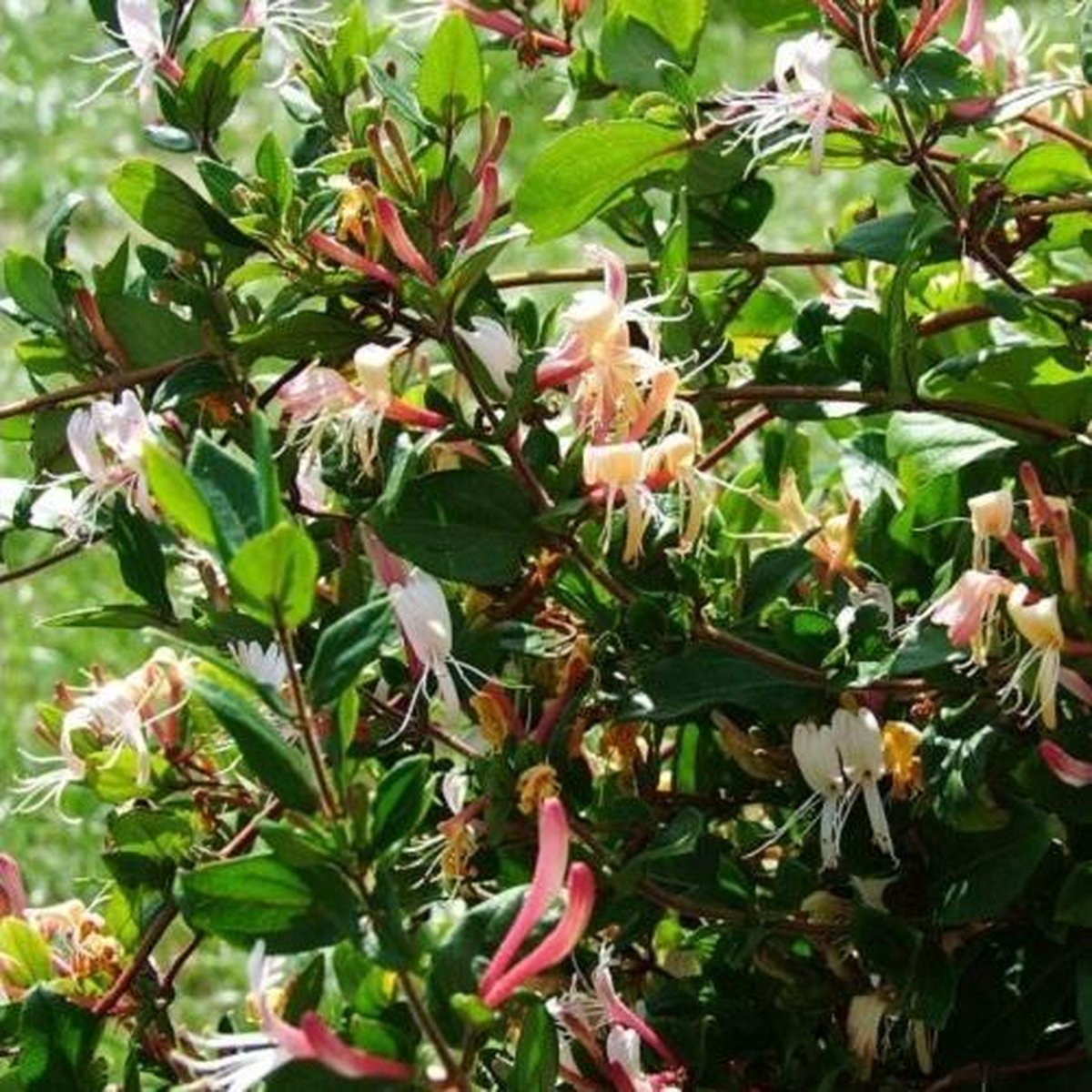  2 X Kamperfoelie Red World (Lonicera - Groenblijvend / Wintergroen): Set Van 2 Kamperfoelie Red World Klimplanten - Rood/Oranje &amp; Winterharde Tuinplanten | 2 X 1,5 Liter Potten