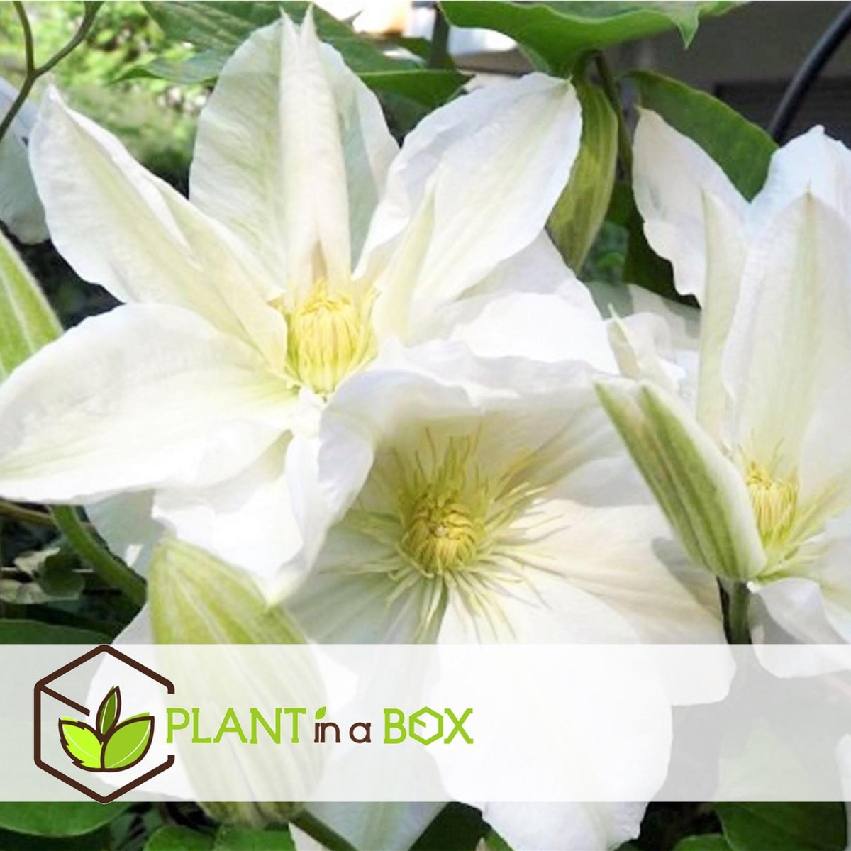  Plant In A Box - Mix Van 3 Clematis - Clematis Hybrid 'Mme Le Coultre', 'Hagley Hybrid', 'Polish Spirit' - Pot 9cm - Hoogte 25-40cm