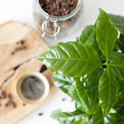  Koffieplant | Coffea Arabica | Inclusief Viber Pot: Duurzaam &amp; Biologisch Afbreekbaar | Kamerplant | Bloompost