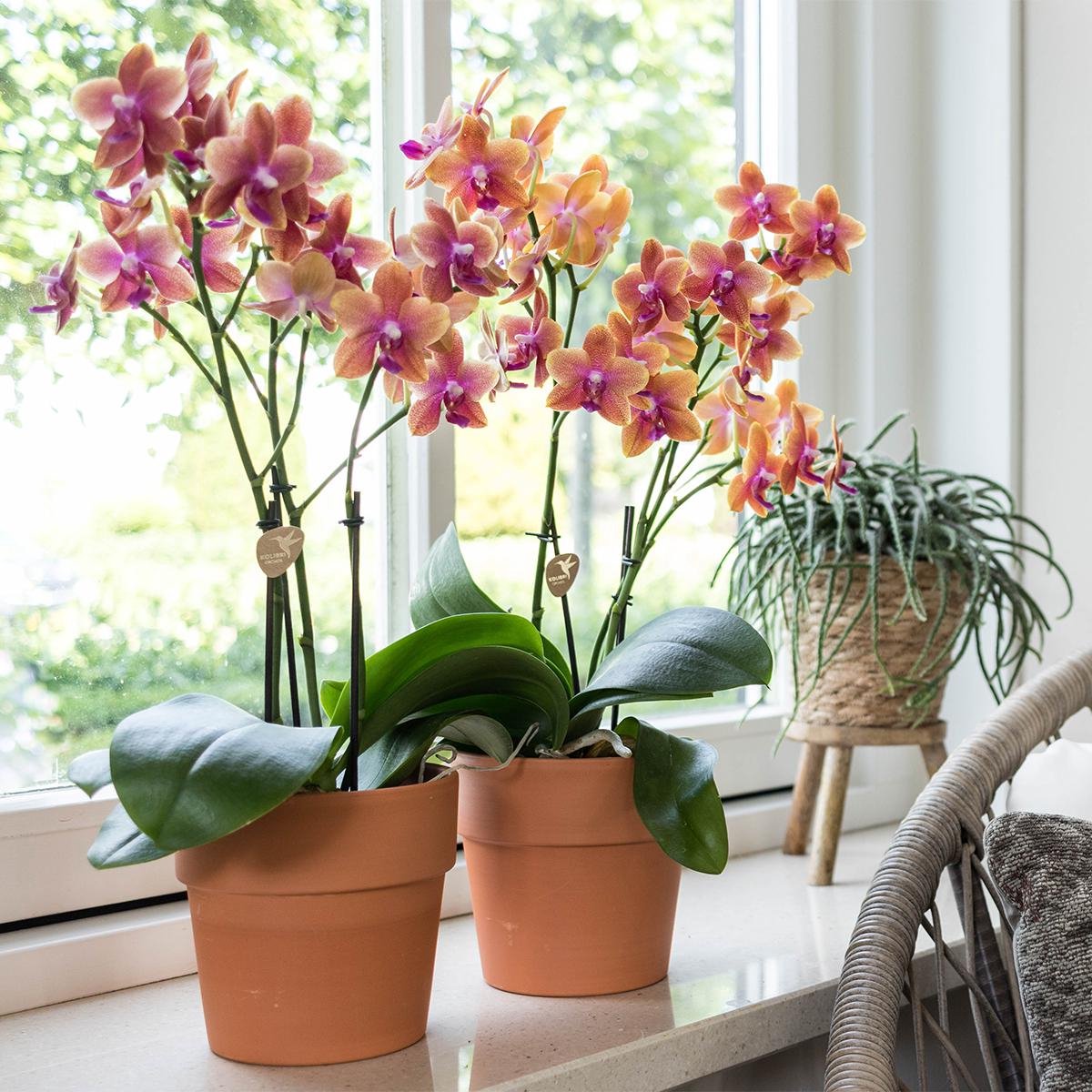  Kolibri Orchids | Oranje Geurende Phalaenopsis Orchidee - Fragrance Orange - Potmaat Ø12cm | Bloeiende Kamerplant - Vers Van De Kweker