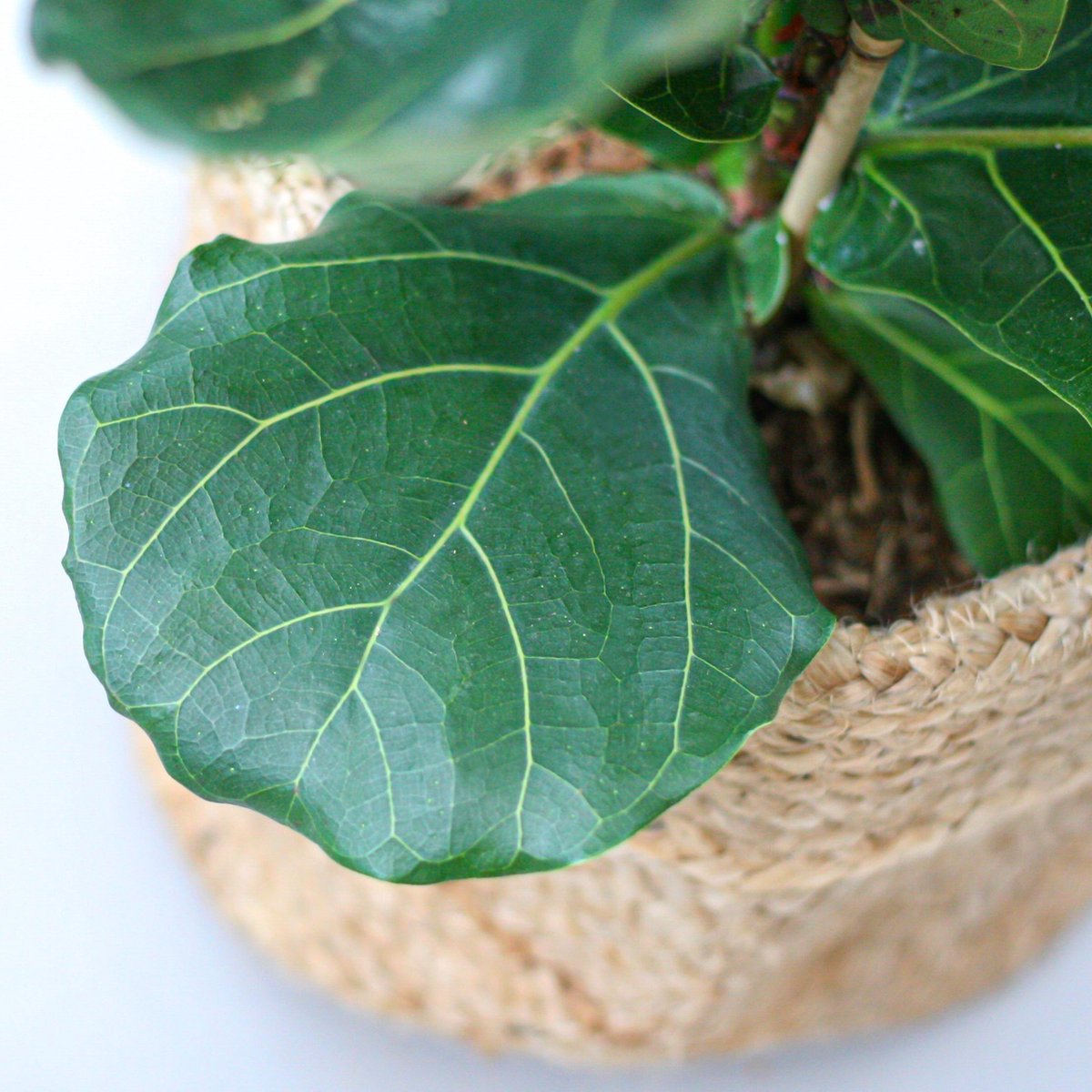  Ficus Lyrata | Groene Kamerplant | Potmaat 21cm | Hoogte 95cm | Geleverd In Kwekerspot