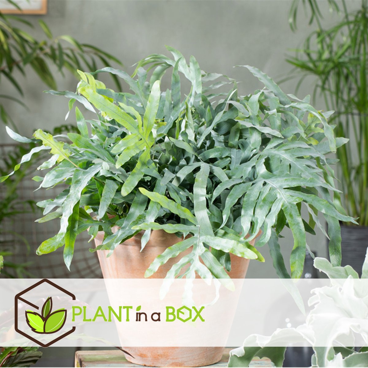  Plant In A Box - Phlebodium Aureum 'Blue Star' - Gemakkelijk Te Verzorgen Blauwvaren - Pot 17cm - Hoogte 40-50cm
