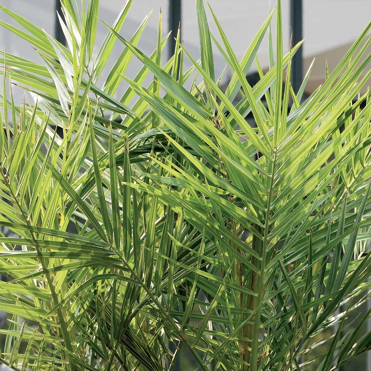  2x Phoenix Canariensis - Canarische Dadelpalm - Palm - Winterhard - ⌀15 Cm - 50-60 Cm