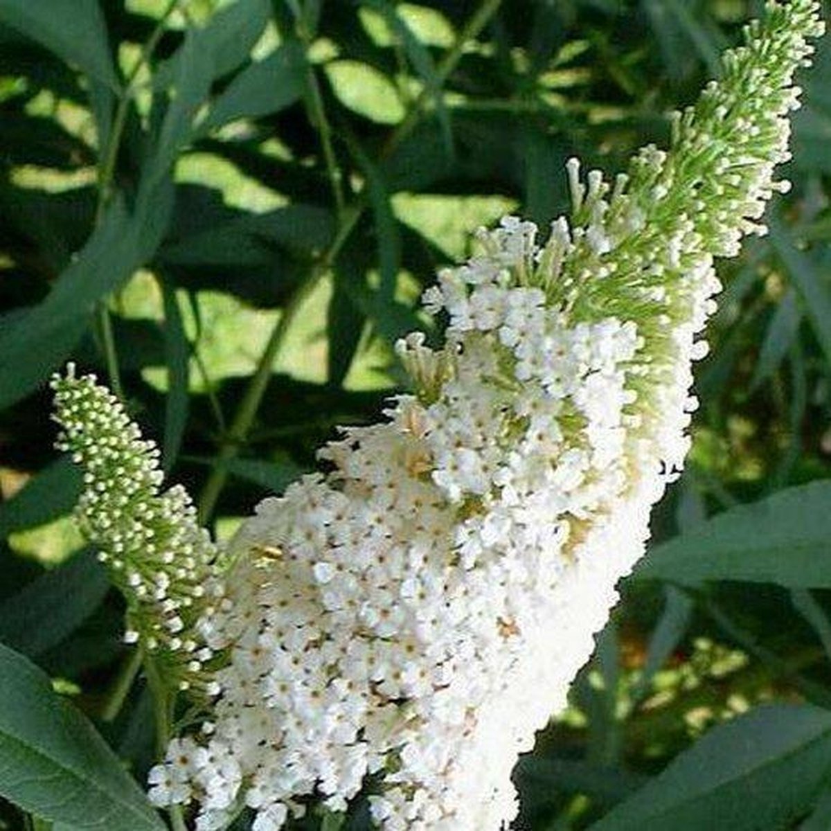  3 X Vlinderstruik Buddleja: Davidii 'Royal Red'/'White Profusion'/'Empire Blue' - Rood/Wit/Blauw, Meerjarig En Winterhard - Set Van 3 Vlinderstruiken / Vlinderplant | 3 X 1.5 Liter Potten - Aantrekkelijk Voor De Vlinder