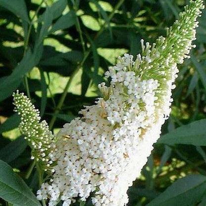  3 X Vlinderstruik Buddleja: Davidii 'Royal Red'/'White Profusion'/'Empire Blue' - Rood/Wit/Blauw, Meerjarig En Winterhard - Set Van 3 Vlinderstruiken / Vlinderplant | 3 X 1.5 Liter Potten - Aantrekkelijk Voor De Vlinder