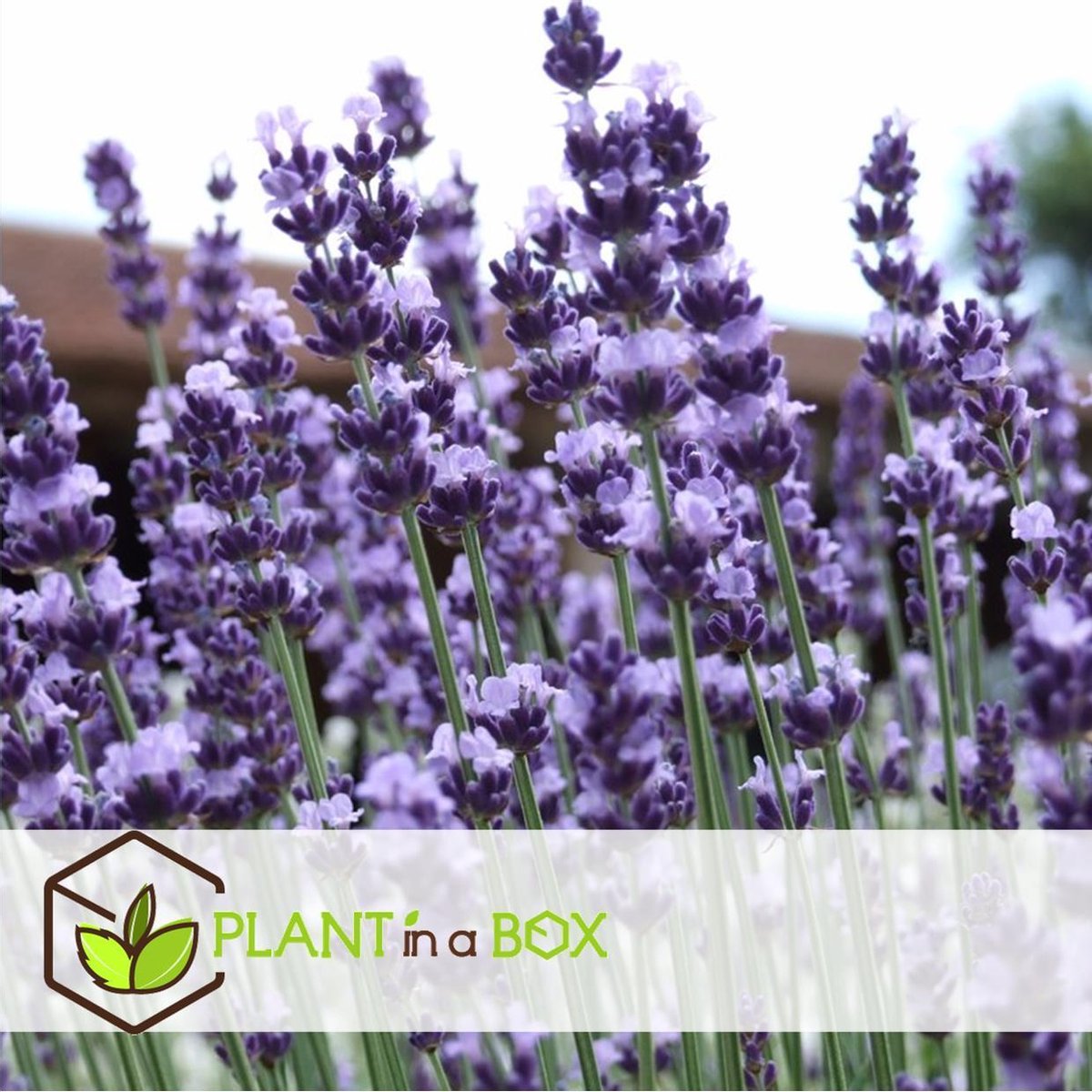  Plant In A Box - Lavandula Angustifolia - Set Van 6 - Winterharde Lavendel Struikjes - Pot 10.5cm - Hoogte 10-15cm