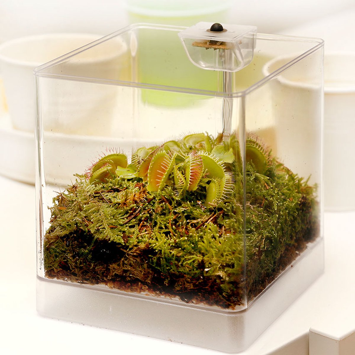 Swampworld Mini Terrarium Met LED Lamp - Vleesetende Plant - 1 Venus Vliegenvanger + Handige Watermeter - L12xB12xH15 Cm
