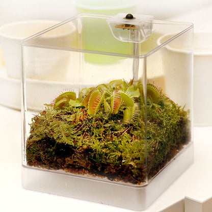  Swampworld Mini Terrarium Met LED Lamp - Vleesetende Plant - 1 Venus Vliegenvanger + Handige Watermeter - L12xB12xH15 Cm