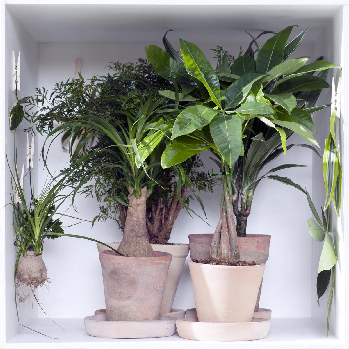  Polyscias 'Fabian Per Stuk | Sterke Tropische Kamerplant In Kwekers Pot ⌀12 Cm - ↕40 Cm