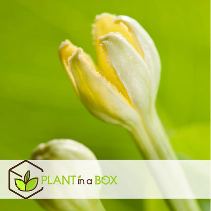  Plant In A Box - Brighamia Insignis - Set Van 2 - Exotische Kamerplant - Pot 12cm - Hoogte 30-40cm