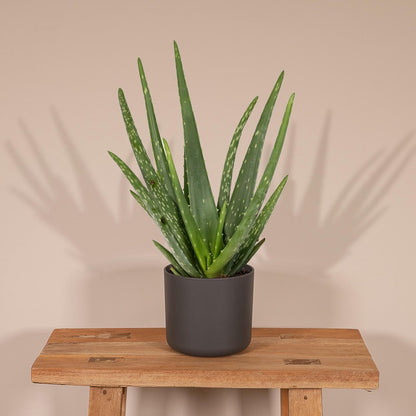  Aloe Vera - Succulent - 40cm