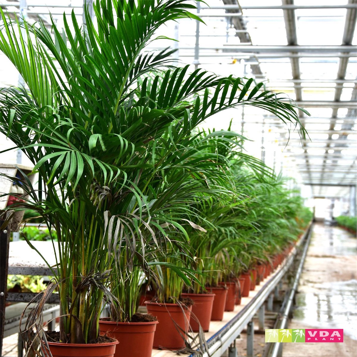  XXL Areca Palm - Goudpalm, Dypsis Lutescens - 130 Cm Hoog, ø24cm - Grote Kamerplant - Tropische Palm - Luchtzuiverend - Vers Van De Kwekerij