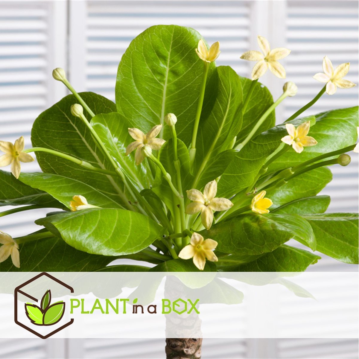  Plant In A Box - Brighamia Insignis - Set Van 2 - Exotische Kamerplant - Pot 12cm - Hoogte 30-40cm