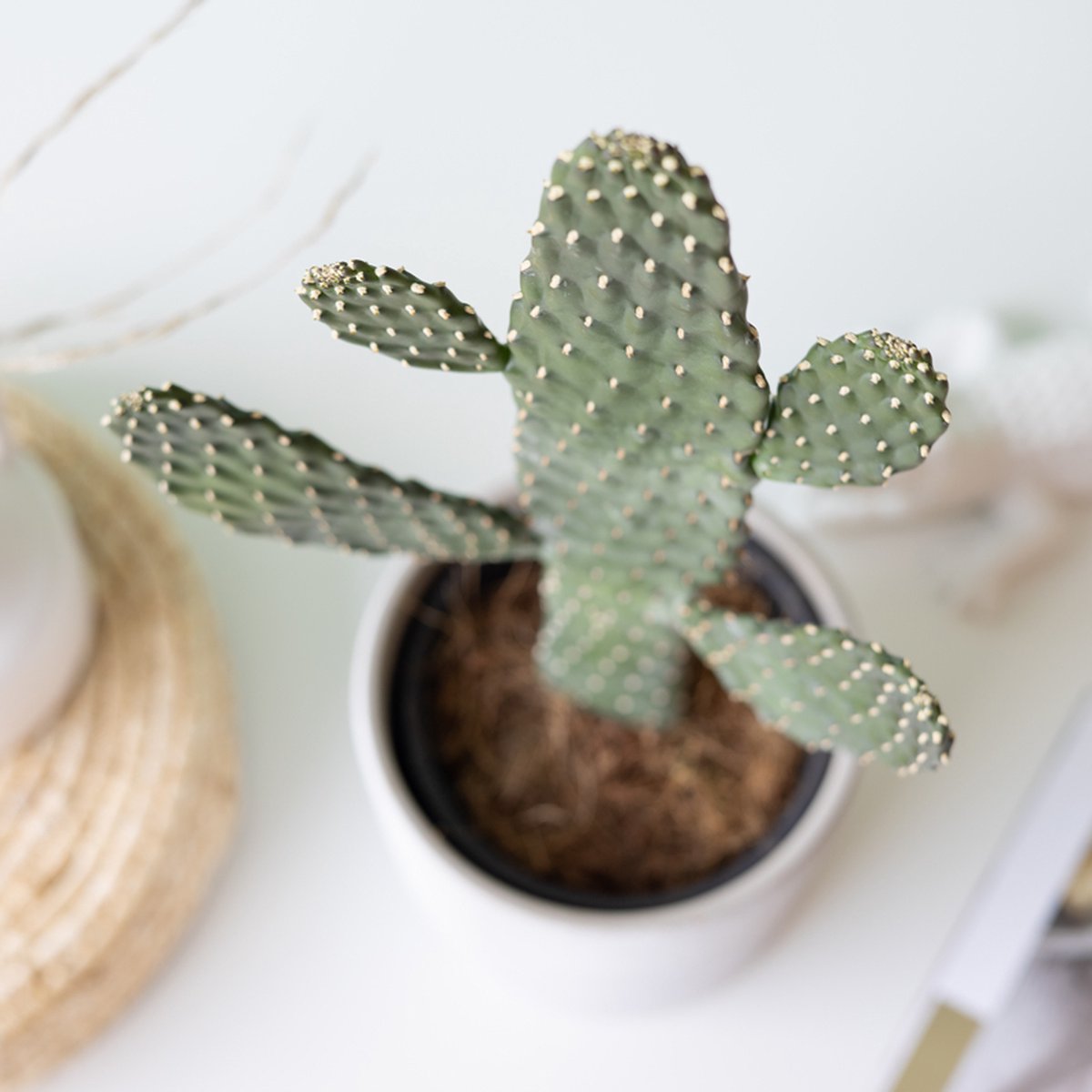  Knuffelcactus | Planten | Bloompost