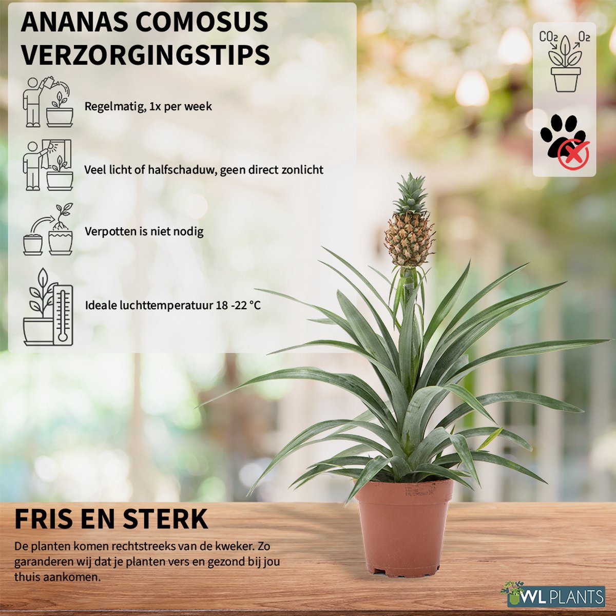  WL Plants - Ananasplant - Ananas Comosus - Kamerplanten - Bromelia - Anti Snurk - Zeer Luchtzuiverend - Gemakkelijk Te Verzorgen - ± 45cm Hoog – 12 Cm Diameter - In Kweekpot