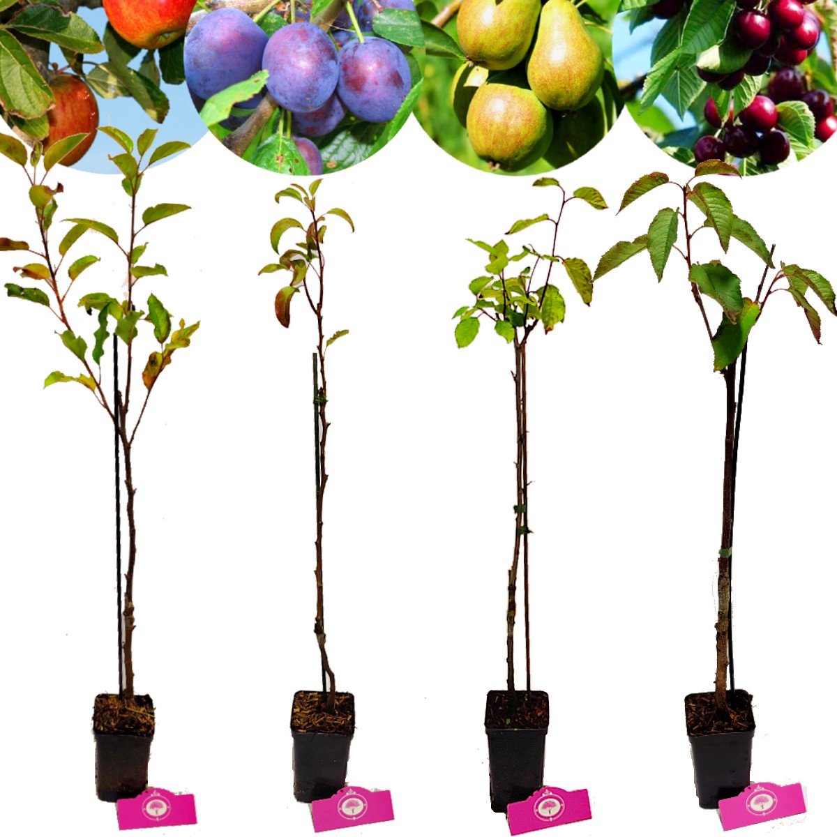  Set Van 4 Fruitbomen - 1 Appel, 1 Peer, 1 Kers, 1 Pruim - Hoogte 60cm - 9cm Pot - Mix A