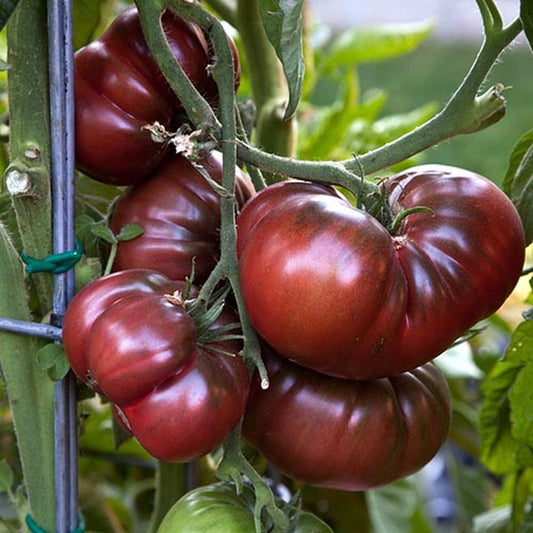  Tomaten Zaden - Vleestomaat Black Krim