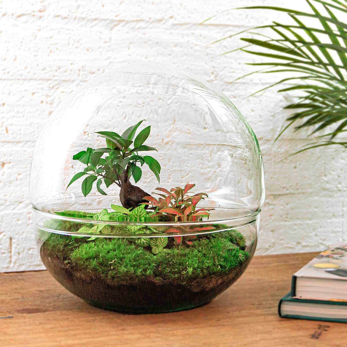  Terrarium - Dome XL Bonsai - ↑ 30 Cm - Ecosysteem Plant - Kamerplanten - DIY Planten Terrarium - Mini Ecosysteem