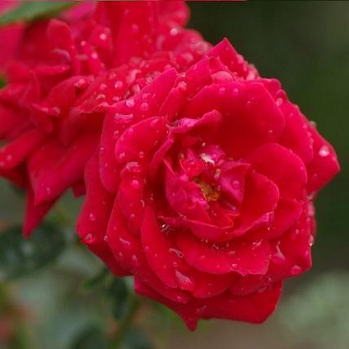  New Dawn Rouge - Klimroos | Rood Doorbloeiende Roos (bloeit Na Bloei Nogmaals) - Meerjarig En Winterhard - Klimplant