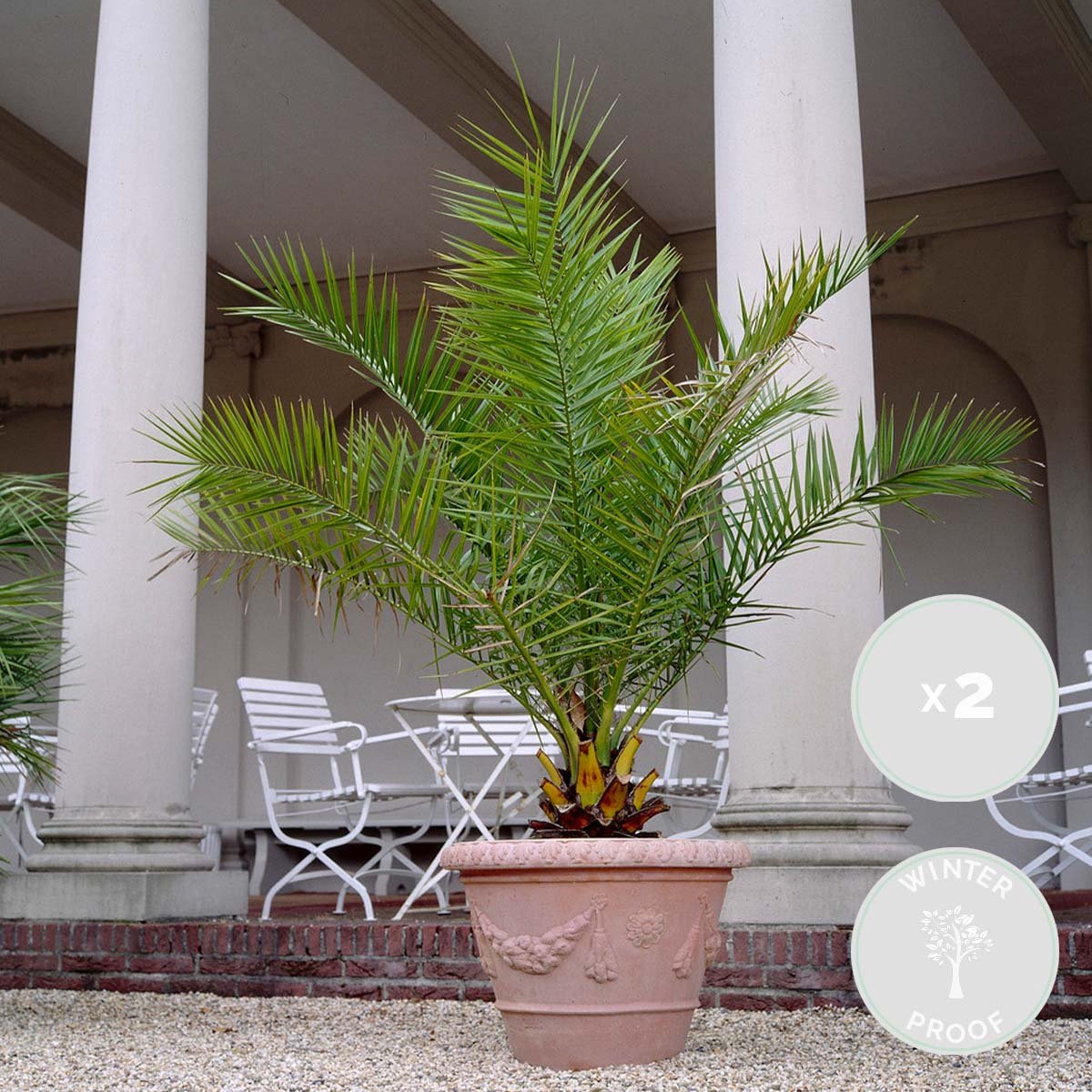  2x Phoenix Canariensis - Canarische Dadelpalm - Palm - Winterhard - ⌀15 Cm - 50-60 Cm
