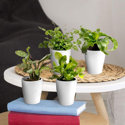  Ecoworld Mini Varen Plantjes Mix - Inclusief Mini Planten Potjes - 5 Stuks - Ø 6 Cm Hoogte 8-15 Cm