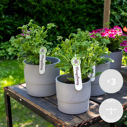  3x Pelargonium Graveolens – Citroengeranium – Anti-muggen - Geurend - ⌀10,5 Cm - 15-20 Cm
