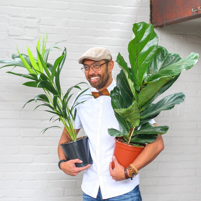 Ficus Lyrata | Groene Kamerplant | Potmaat 21cm | Hoogte 95cm | Geleverd In Kwekerspot