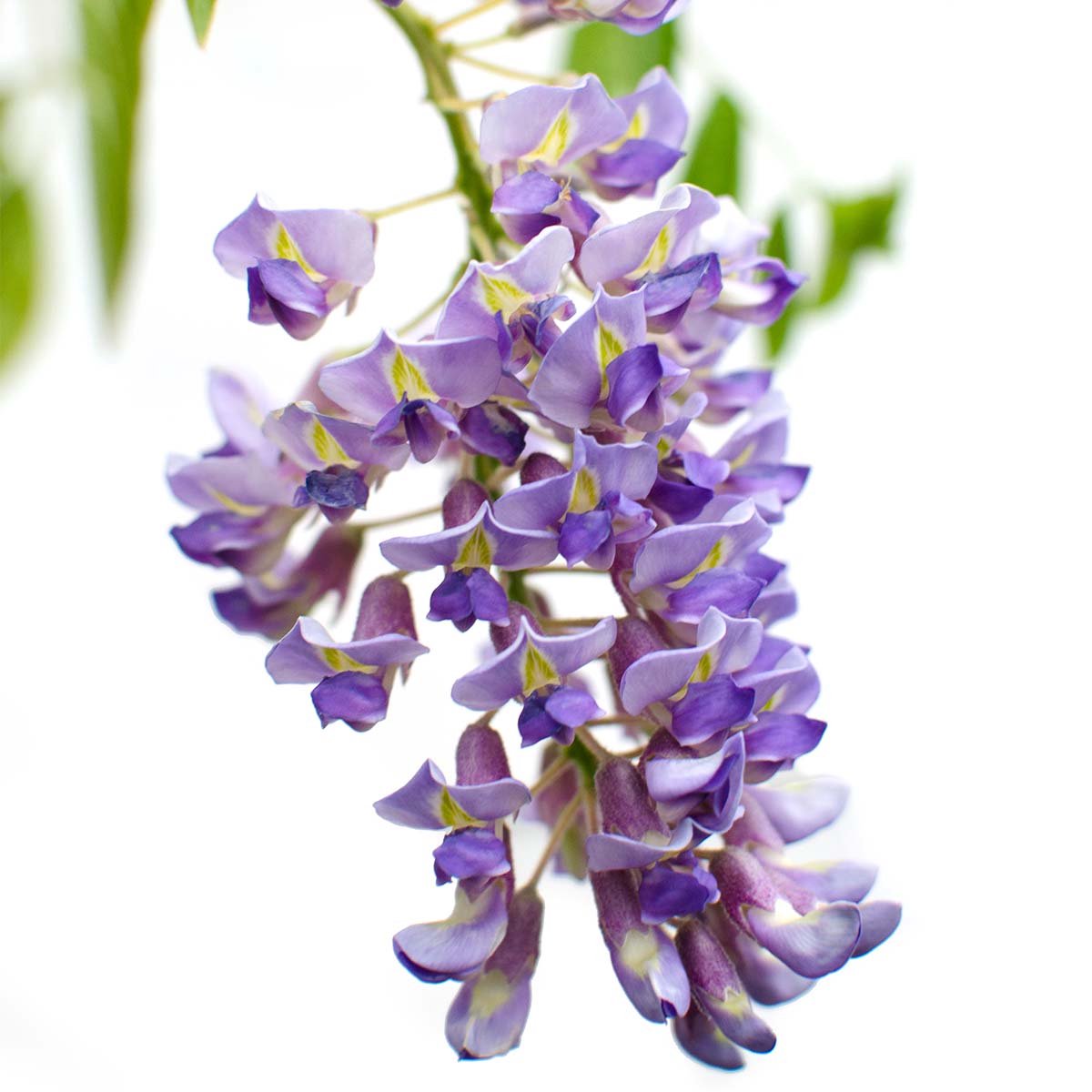  Wisteria Sinensis Prolific – Blauwe Regen – Klimplant – Onderhoudsvriendelijk - ⌀15 Cm - 60-70 Cm