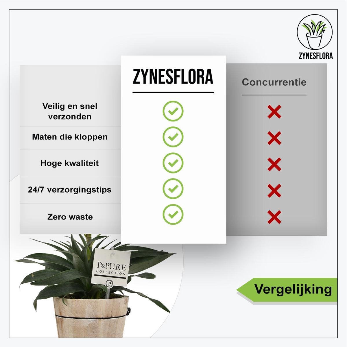  ZynesFlora - Ananasplant In Houten Sierpot - Ø 12 Cm - Hoogte: 30 - 40cm - Luchtzuiverend - Kamerplant - Kamerplant In Pot