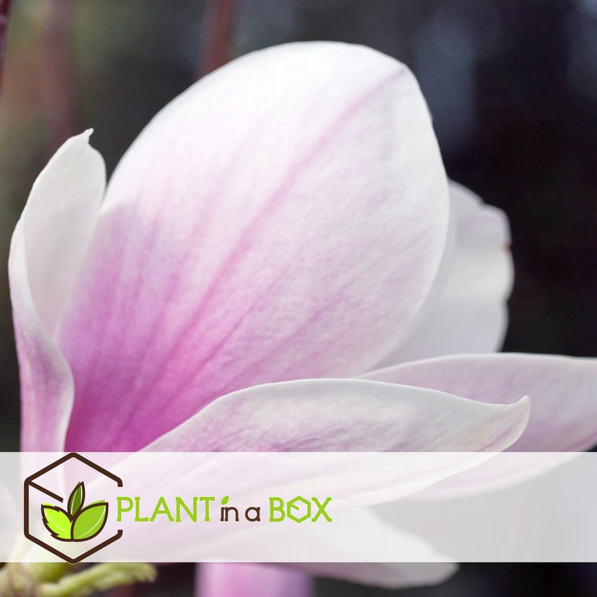  Plant In A Box - Magnolia Stellata - Set Van 3 - Brede Struik/Kleine Boom Winterhard - Roze Bloemen - Pot 9cm - Hoogte 25-40cm