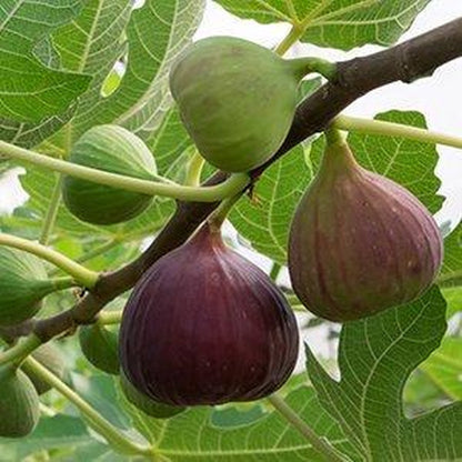 Merkloos Vijgenplant - Brown Turkey - Kleinfruit - Fruitstruik - Vijg