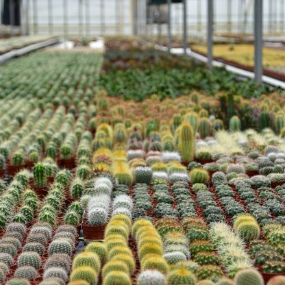  ZynesFlora - Mini Succulenten Mix - 12 Stuks - Ø 5,5 Cm - Hoogte: 5-10 Cm - Vetplant - Kamerplant