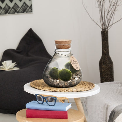  Mosbal Aquarium - Ecoworld Marimo Mini Piramide Met Mosballen - Inclusief Kurk - Mosbol - 3 Stuks - Ecosysteem In Fles - Piramide Glas Ø 16,5 - H 20 Cm