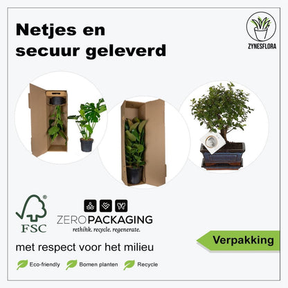  ZynesFlora - Bonsai In Keramiek - Kamerplant In Pot - Ø 15 Cm - Hoogte: 25-30 Cm - Kamerplant
