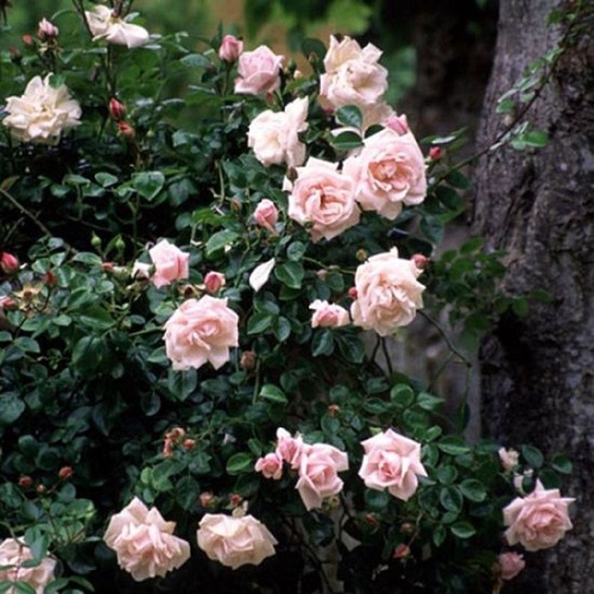  New Dawn (Klimroos) - Klimplant | Roze Doorbloeiende Klimroos - Meerjarig En Winterhard | Roos