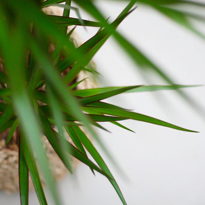  Dracaena Marginata | Groene Kamerplant | Potmaat 21cm | Hoogte 95cm | Geleverd In Kwekerspot