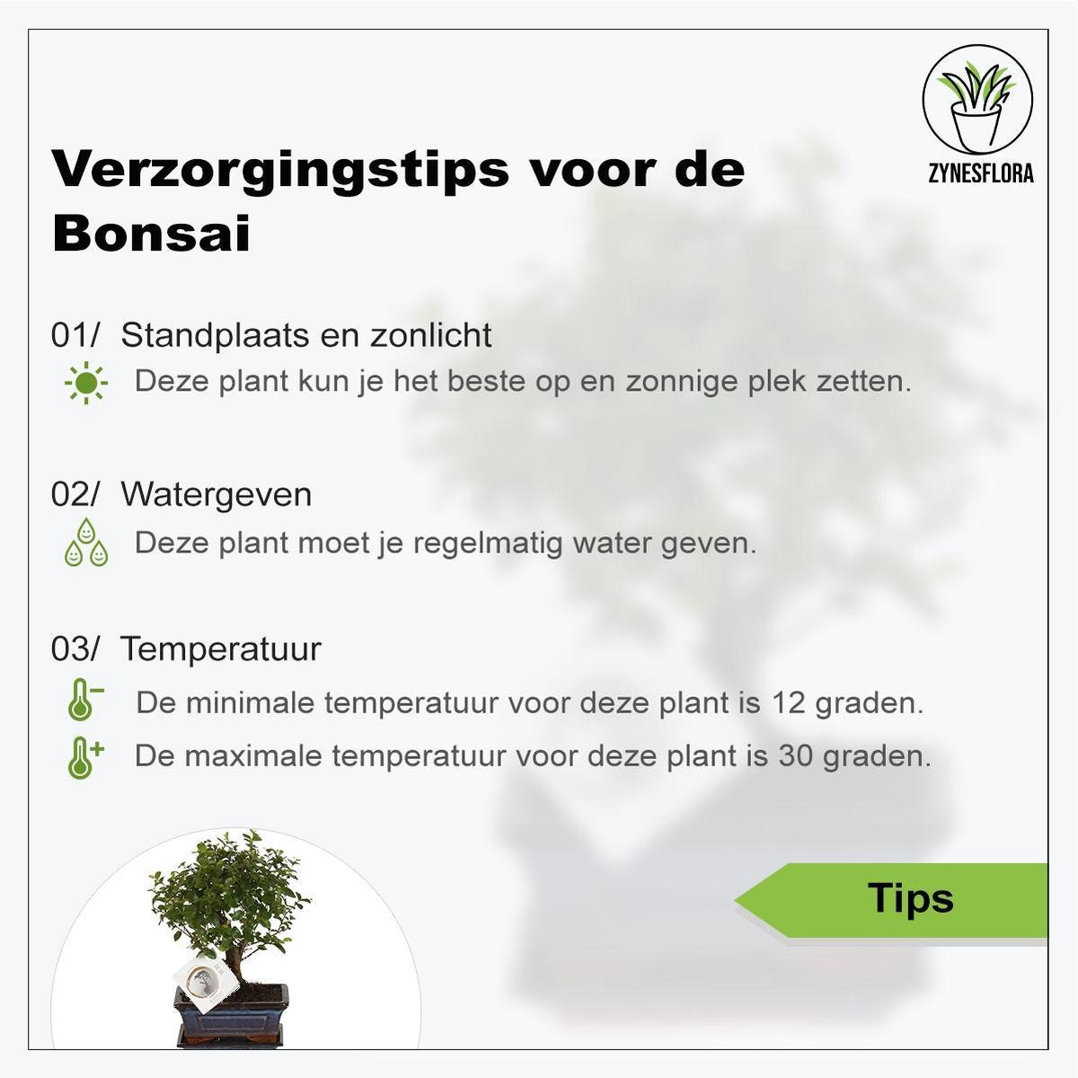  ZynesFlora - Bonsai In Keramiek - Kamerplant In Pot - Ø 15 Cm - Hoogte: 25-30 Cm - Kamerplant
