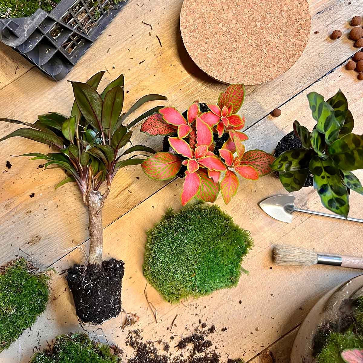  Planten Terrarium DIY - Milky Palm - ↑ 30 Cm - Ecosysteem Plant - Kamerplanten - DIY Planten Terrarium - Mini Ecosysteem