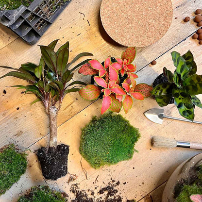  Planten Terrarium DIY - Milky Palm - ↑ 30 Cm - Ecosysteem Plant - Kamerplanten - DIY Planten Terrarium - Mini Ecosysteem