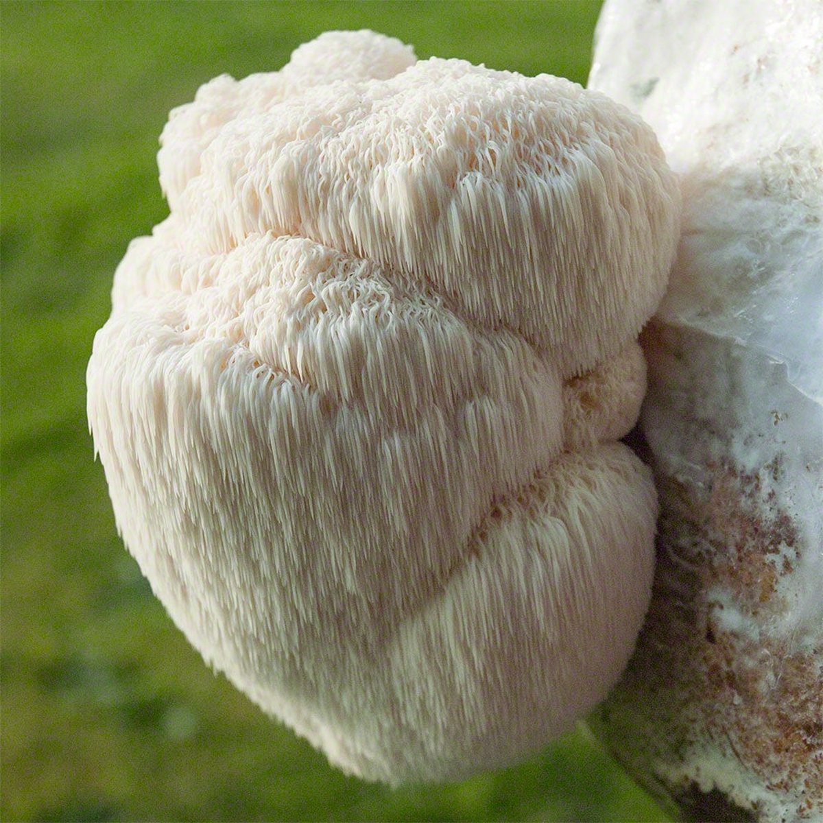  ToshiFarm Broed Voor Pruikzwam - 50 Gram - Zelf Loins Mane Kweken - Broed Voor Lions Mane Kweekset