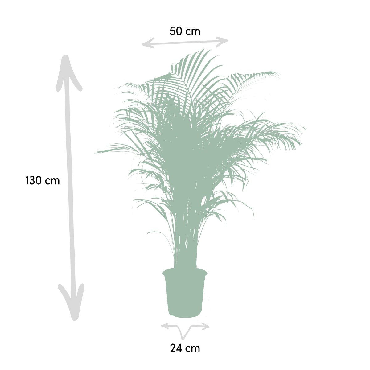  XXL Areca Palm - Goudpalm, Dypsis Lutescens - 130 Cm Hoog, ø24cm - Grote Kamerplant - Tropische Palm - Luchtzuiverend - Vers Van De Kwekerij