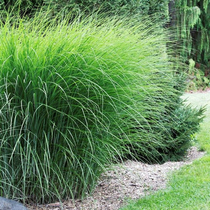 GP 12 X Prachtriet Gracillimus - Winterhard Siergras - Miscanthus Sinensis 'Gracillimus' In 9x9cm Pot Met Hoogte 5-10cm