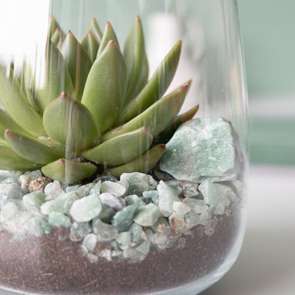  Glaasje Geluk | Echeveria Miranda | In Glas Arrangement | Planten | Bloompost