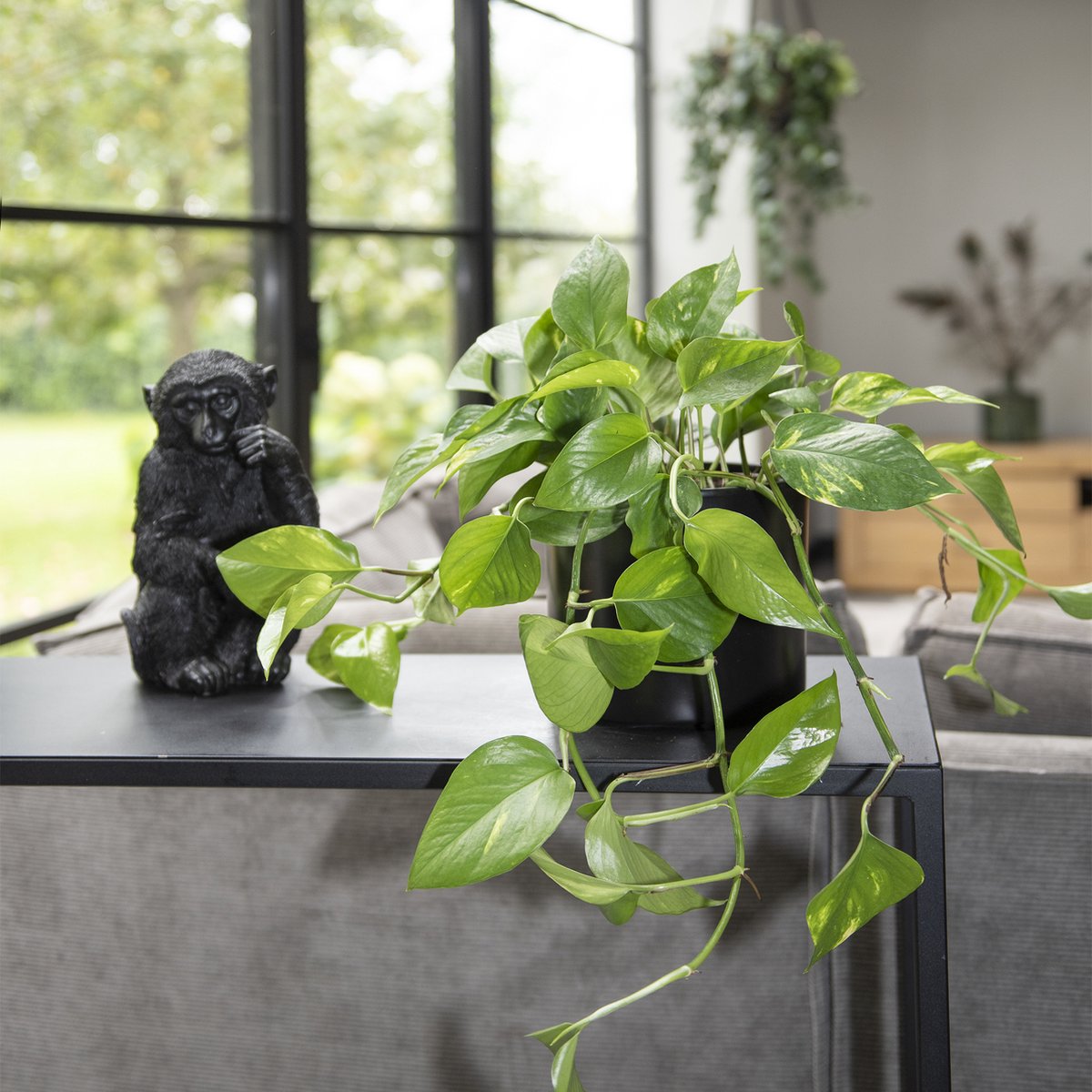  WL Plants - Epipremnum Aureum - Drankenklimop - Hangplant - Hangplanten Voor Binnen - Kamerplanten - Ook Geschikt Als Klimplant - Gemakkelijk Te Verzorgen - ± 30cm Hoog - 17cm Diameter - In Kweekpot