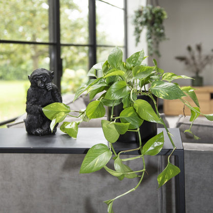  WL Plants - Epipremnum Aureum - Drankenklimop - Hangplant - Hangplanten Voor Binnen - Kamerplanten - Ook Geschikt Als Klimplant - Gemakkelijk Te Verzorgen - ± 30cm Hoog - 17cm Diameter - In Kweekpot